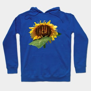 Sunflowers - The Shy Sunflower Hoodie